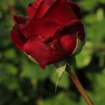 Rosa_Ingrid_Bergmann_bud