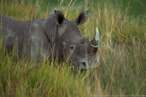 RhinoMove c.Beverly Jouberts, RhinosWithoutBorders