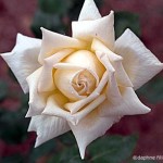 amelia earhart rose